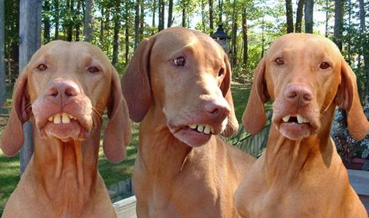 M4M-DOGS-TURK