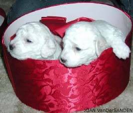 m4m-puppies-nov9