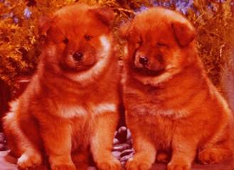 m4m-puppies2-nov9